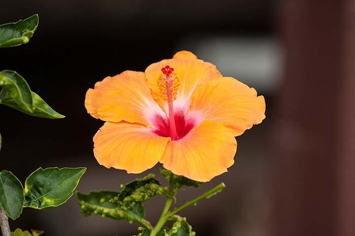 Kirpal Meditation And Ecological Center Pahoa Eksteriør bilde